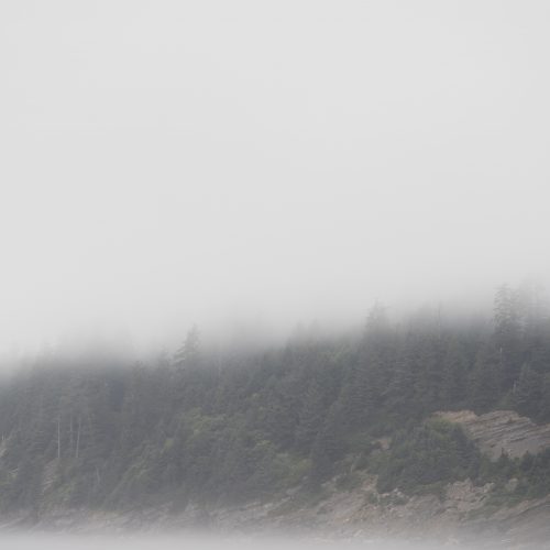 Forrest, Oregon Coast, Trees, fog, moody, pnw, short sands beach