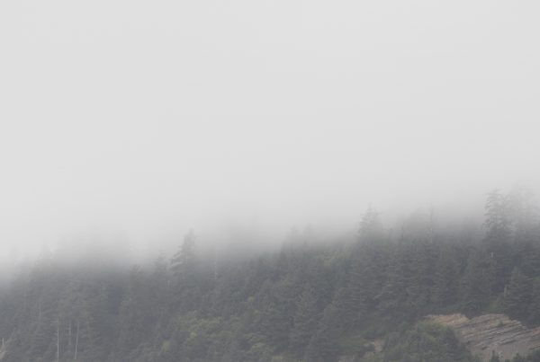 Forrest, Oregon Coast, Trees, fog, moody, pnw, short sands beach