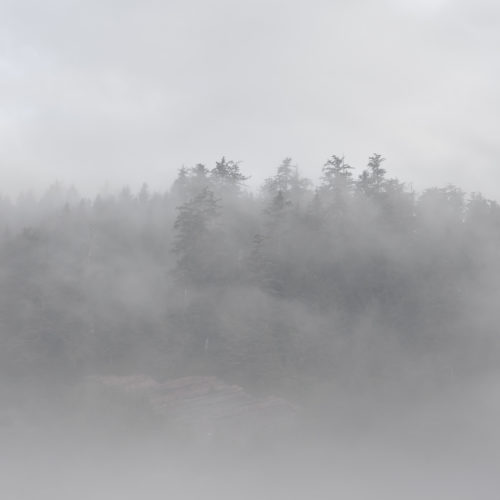 Forrest, Oregon Coast, Trees, fog, moody, pnw, short sands beach