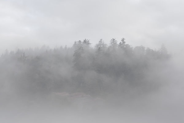 Forrest, Oregon Coast, Trees, fog, moody, pnw, short sands beach