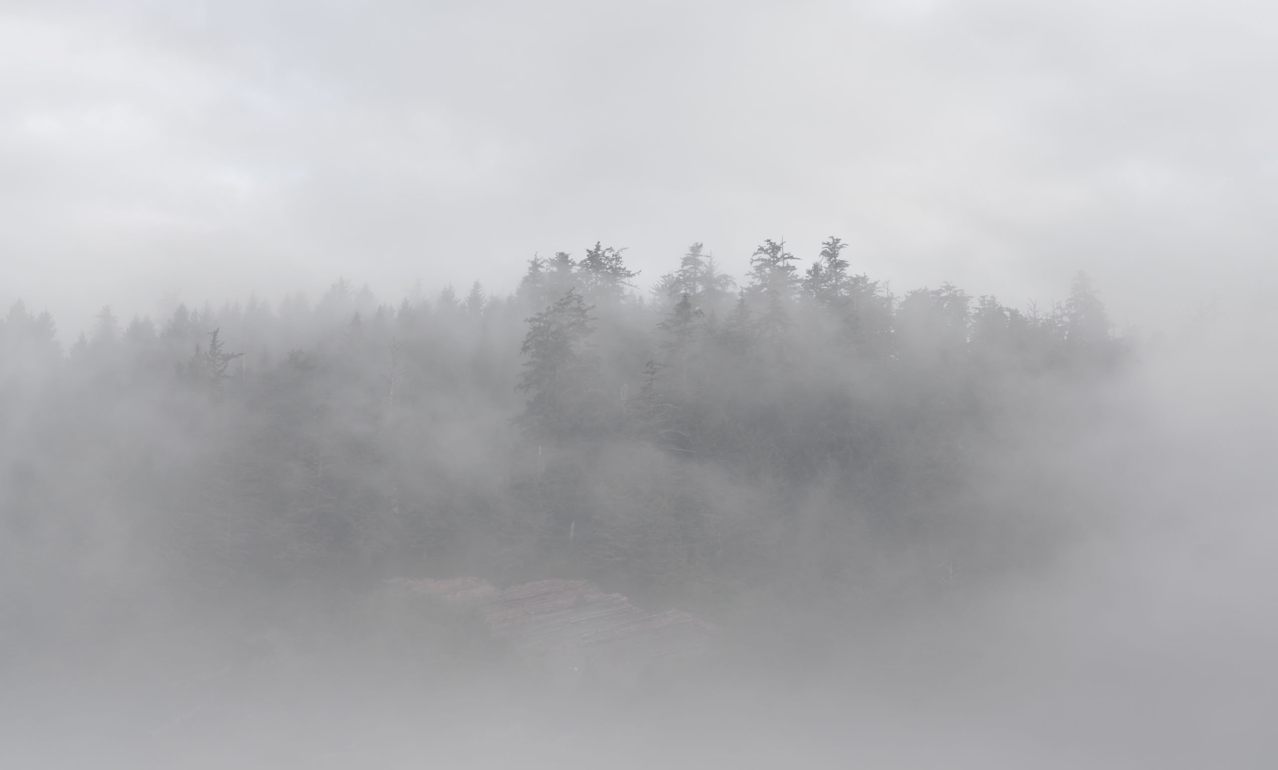 Forrest, Oregon Coast, Trees, fog, moody, pnw, short sands beach