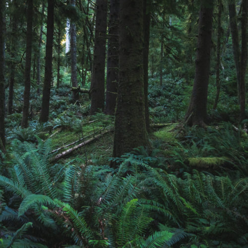 beach, fog, forest, moody, ocean, pnw