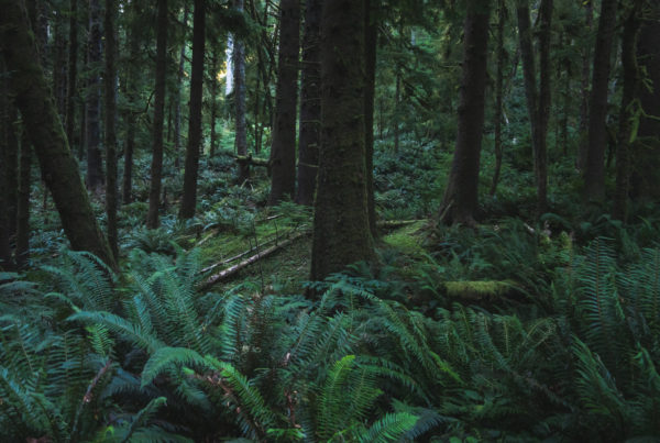 beach, fog, forest, moody, ocean, pnw