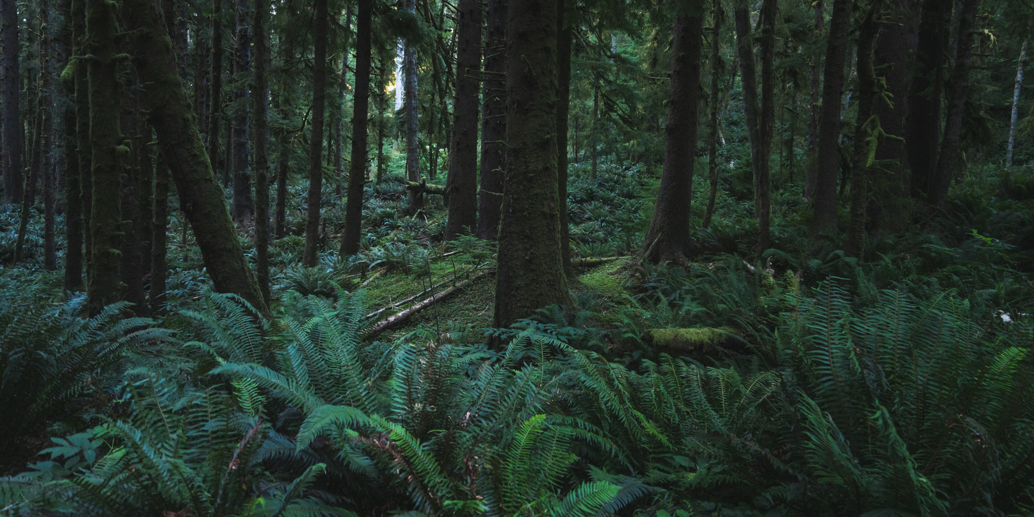 beach, fog, forest, moody, ocean, pnw