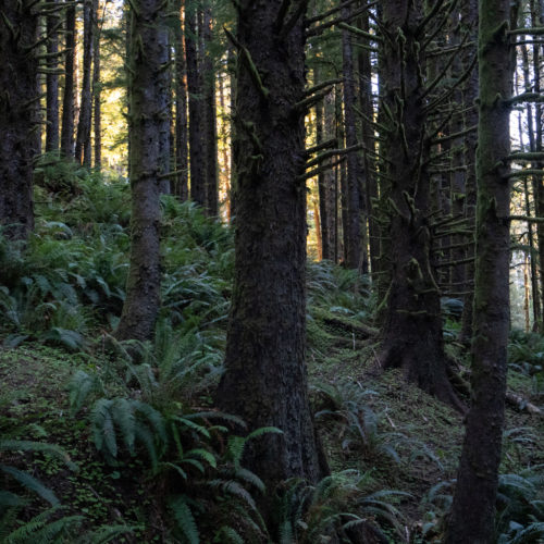 beach, fog, forest, moody, ocean, pnw