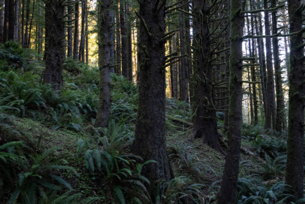 beach, fog, forest, moody, ocean, pnw