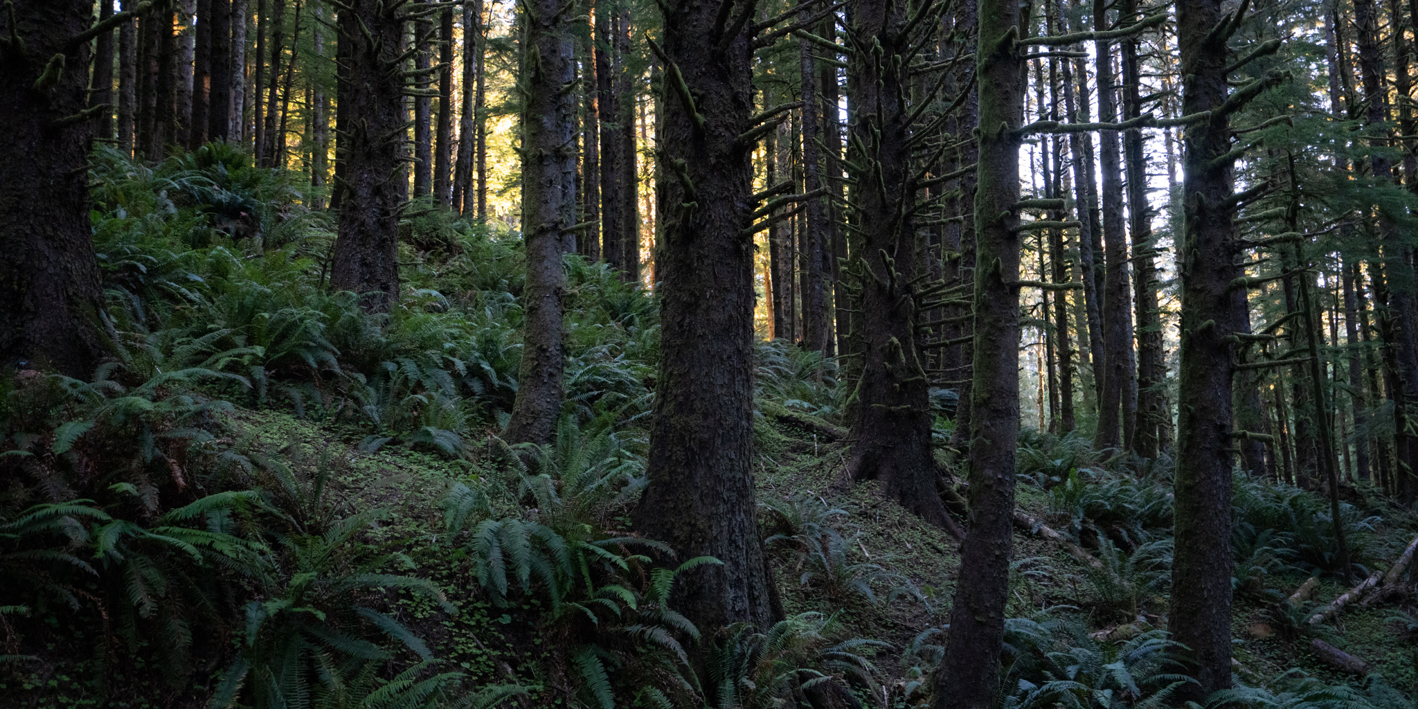 beach, fog, forest, moody, ocean, pnw