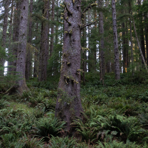 beach, fog, forest, moody, ocean, pnw