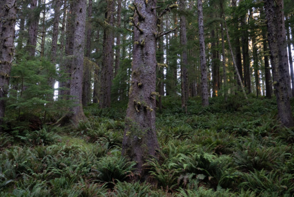 beach, fog, forest, moody, ocean, pnw