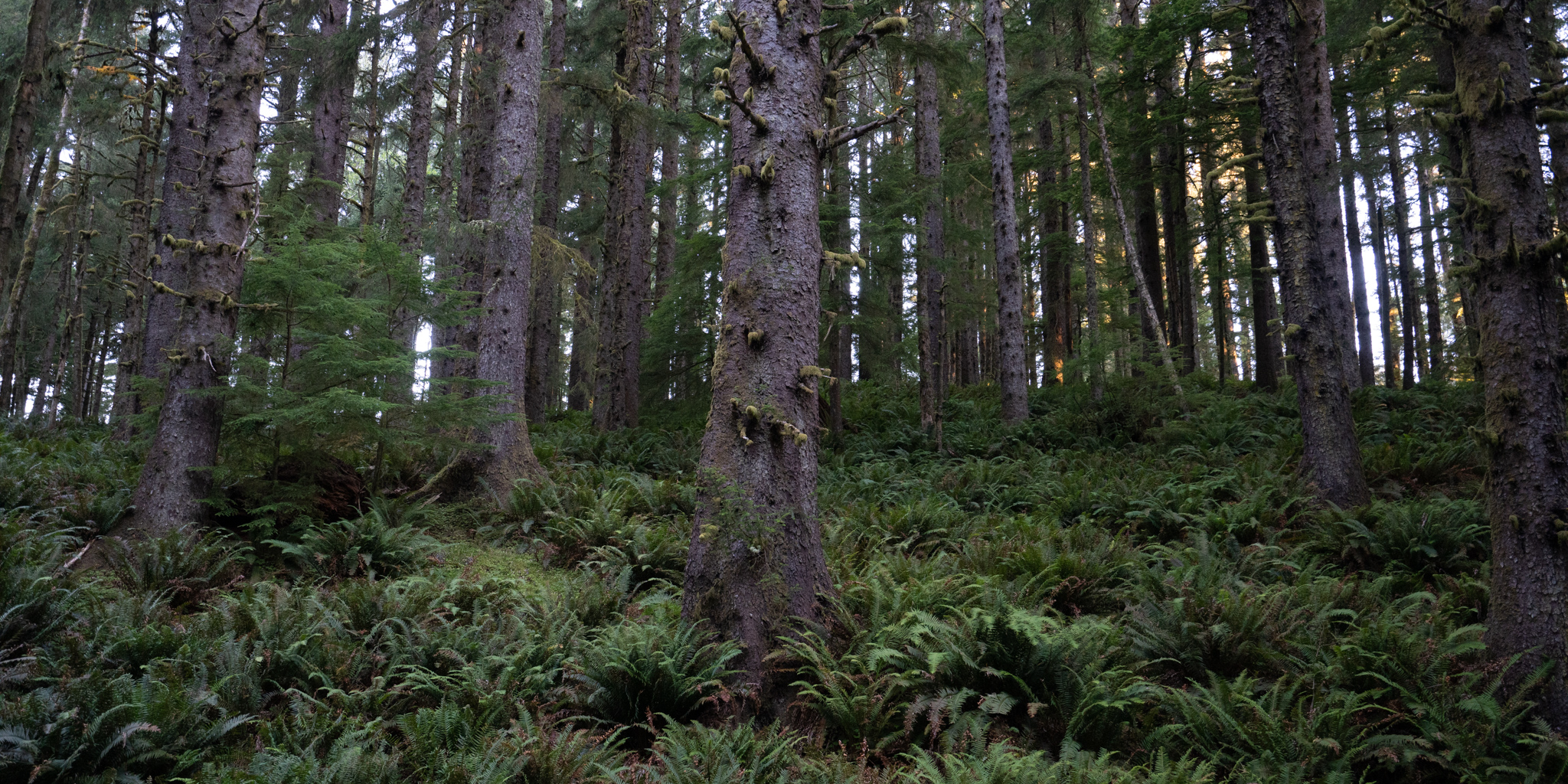 beach, fog, forest, moody, ocean, pnw