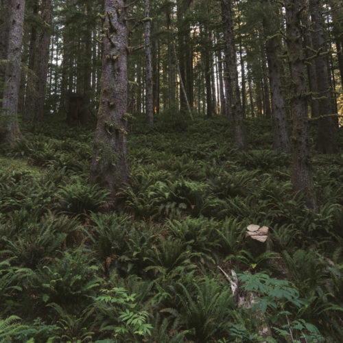 fog, forest, moody, ocean, pnw