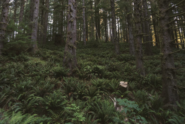 fog, forest, moody, ocean, pnw