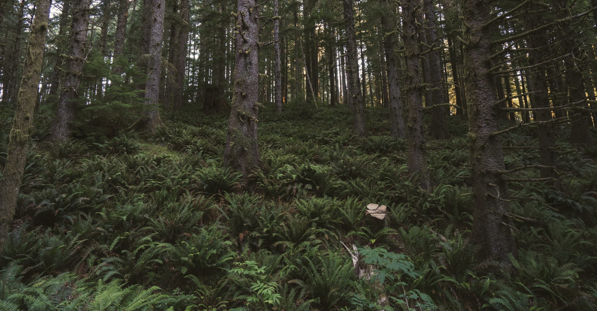 fog, forest, moody, ocean, pnw