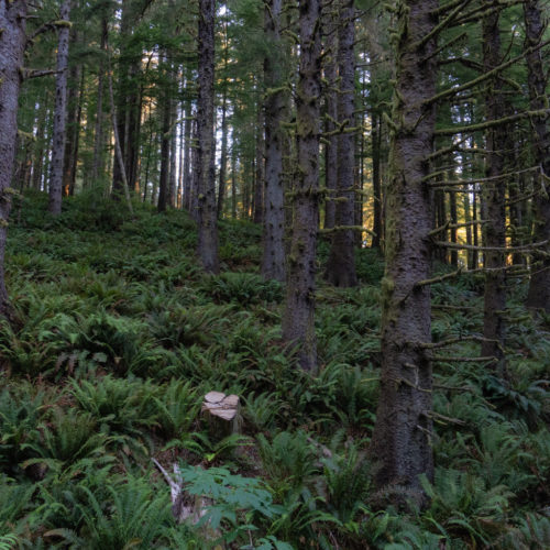 Ecola State Park, Indian beach, beach, fog, forest, moody, ocean, pnw