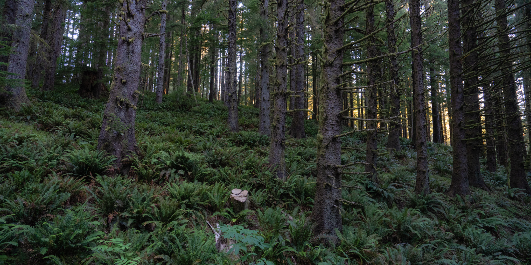 Ecola State Park, Indian beach, beach, fog, forest, moody, ocean, pnw