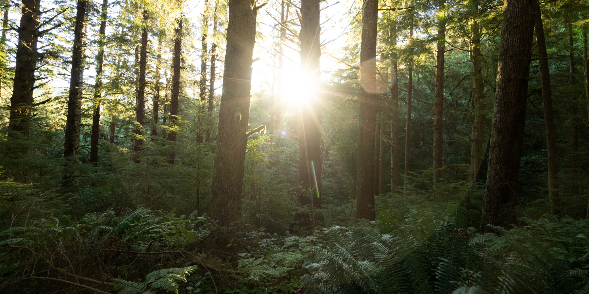 Ecola State Park, Indian beach, beach, fog, forest, moody, ocean, pnw