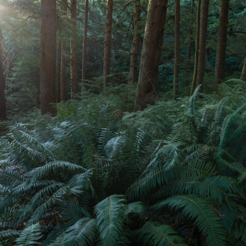 fog, forest, moody, ocean, pnw