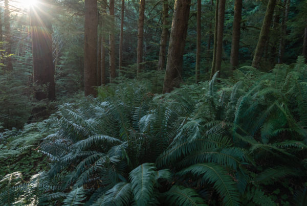 fog, forest, moody, ocean, pnw