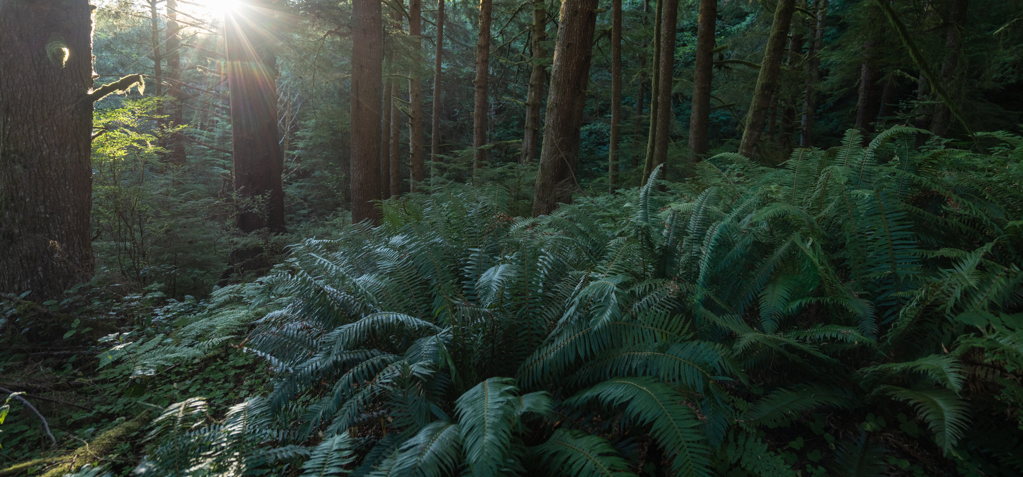 fog, forest, moody, ocean, pnw