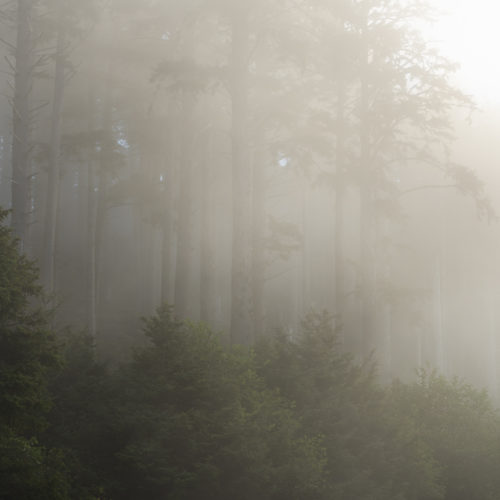 Ecola State Park, Indian beach, beach, fog, forest, moody, ocean, pnw