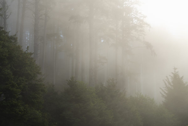 Ecola State Park, Indian beach, beach, fog, forest, moody, ocean, pnw