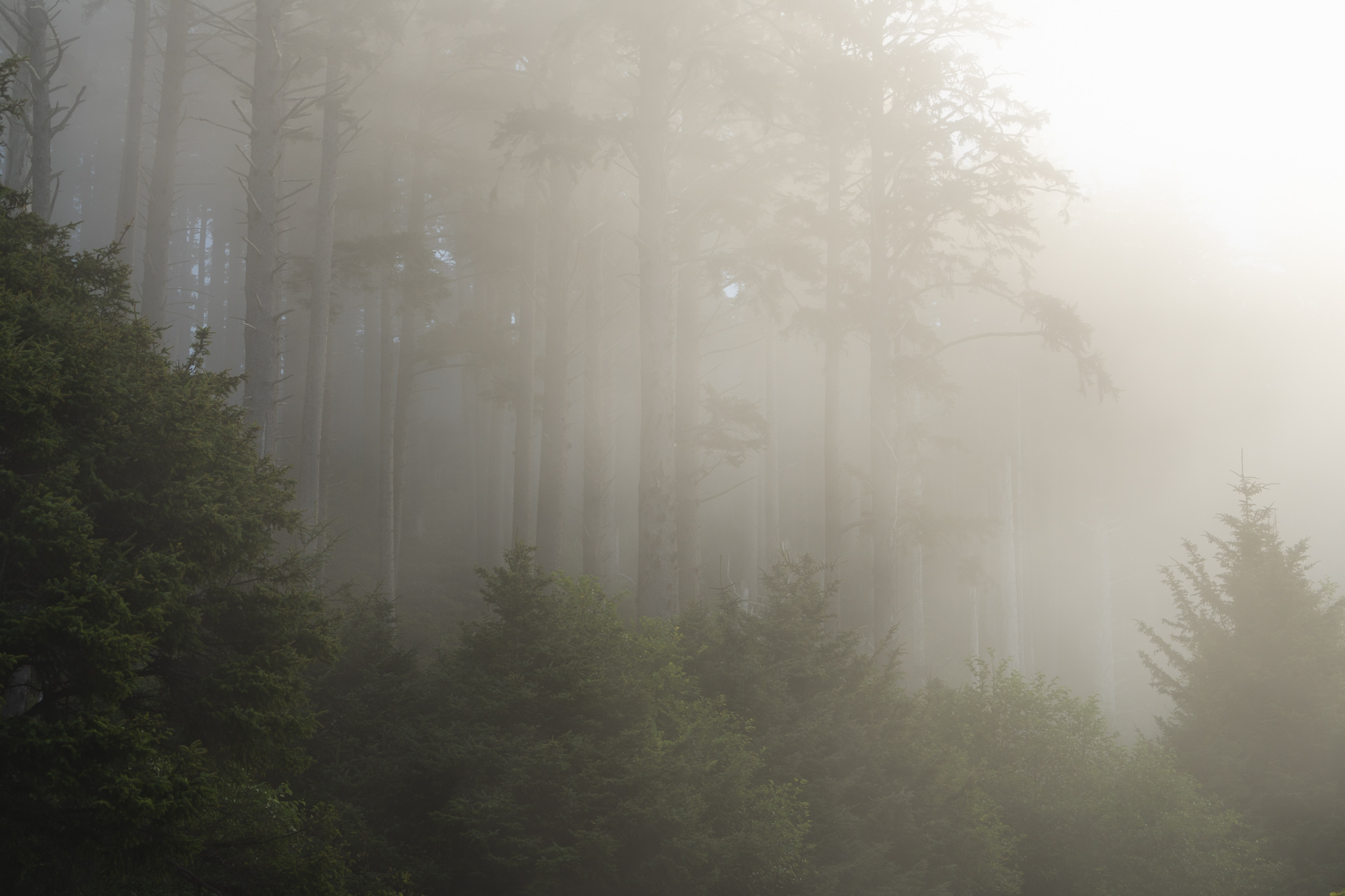 Ecola State Park, Indian beach, beach, fog, forest, moody, ocean, pnw