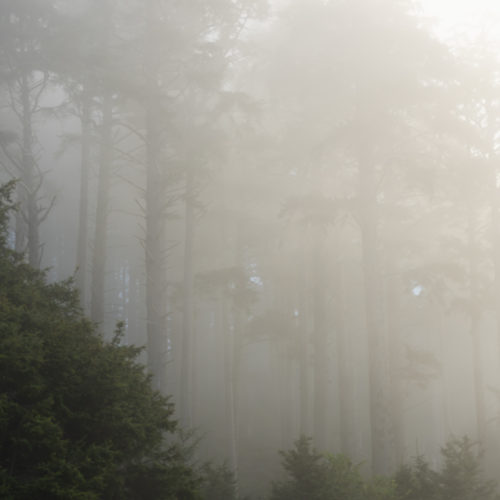 Ecola State Park, Indian beach, beach, fog, forest, moody, ocean, pnw