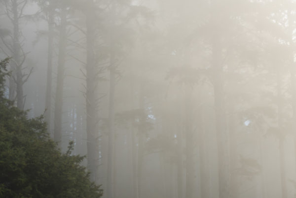 Ecola State Park, Indian beach, beach, fog, forest, moody, ocean, pnw