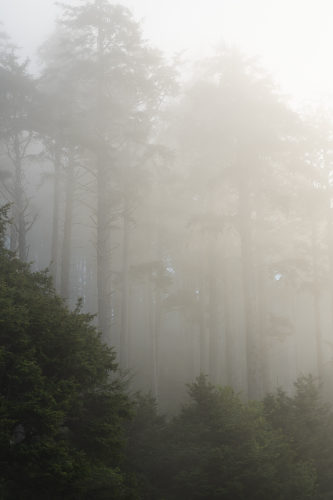 Ecola State Park, Indian beach, beach, fog, forest, moody, ocean, pnw