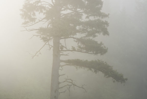 Ecola State Park, Indian beach, beach, fog, forest, moody, ocean, pnw