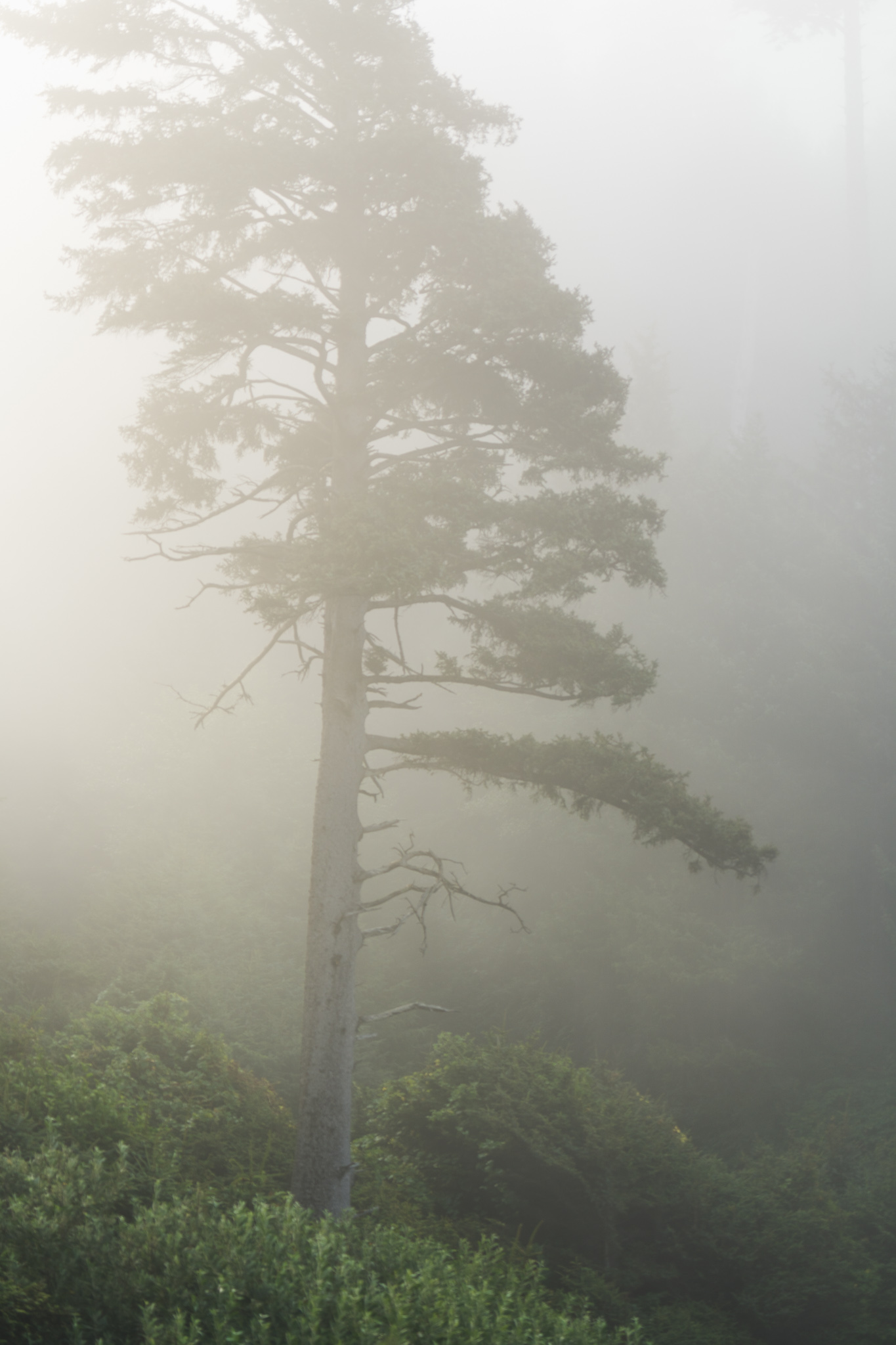 Ecola State Park, Indian beach, beach, fog, forest, moody, ocean, pnw