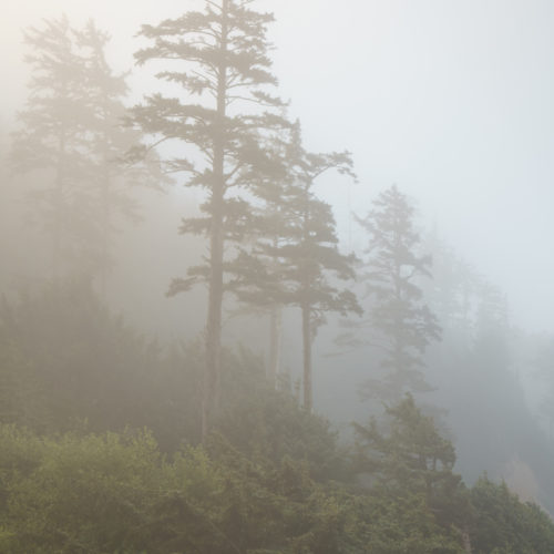 Ecola State Park, Indian beach, beach, fog, forest, moody, ocean, pnw