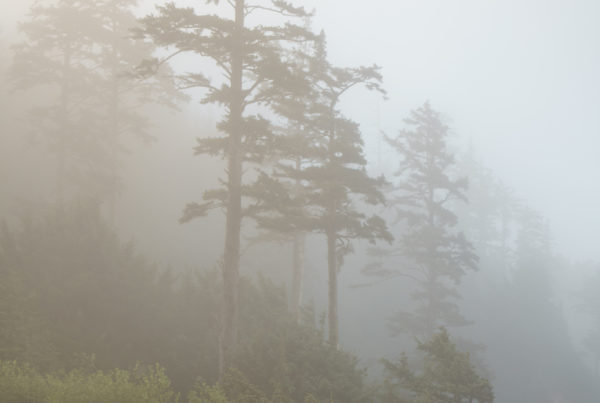 Ecola State Park, Indian beach, beach, fog, forest, moody, ocean, pnw