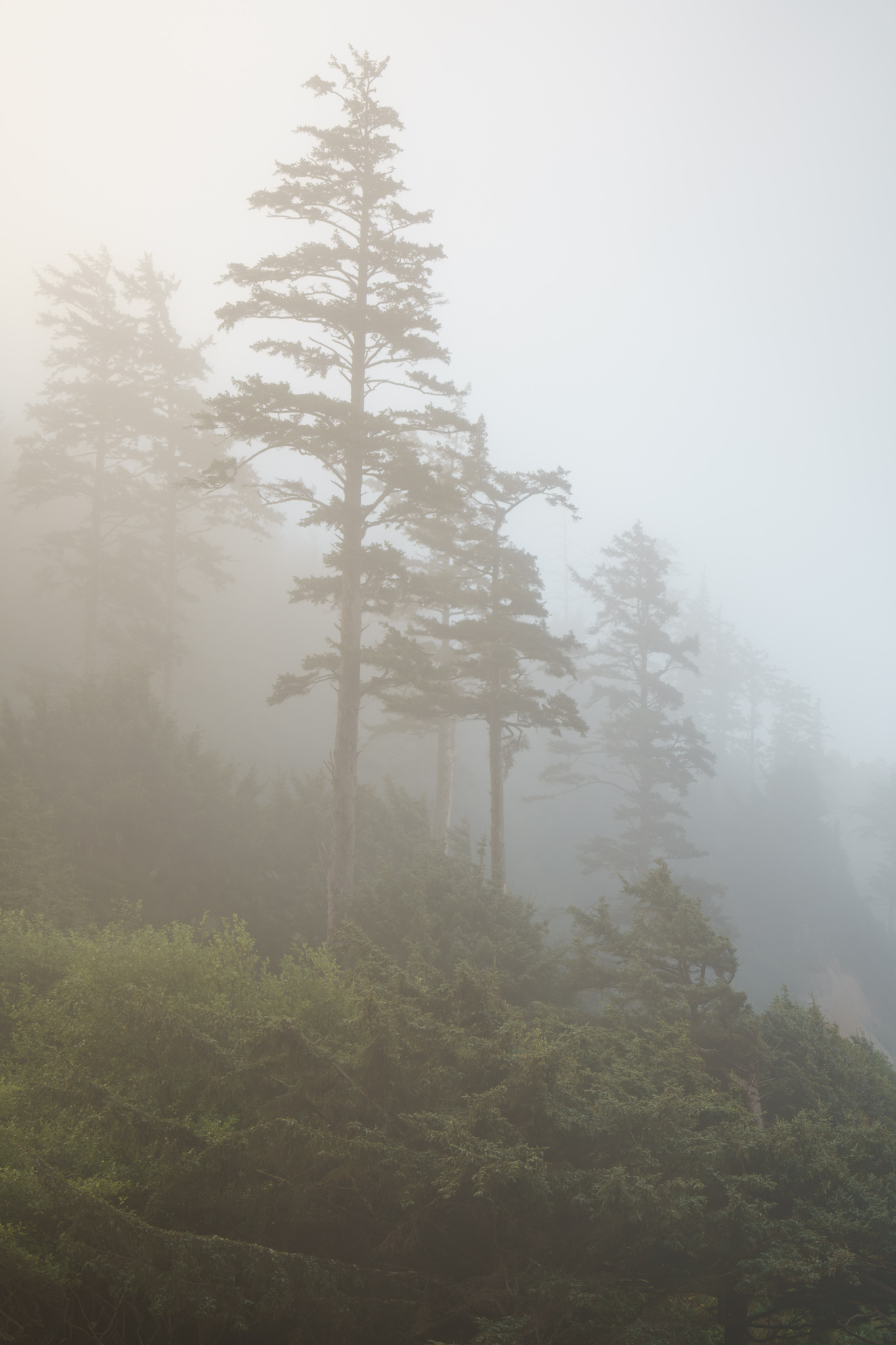 Ecola State Park, Indian beach, beach, fog, forest, moody, ocean, pnw