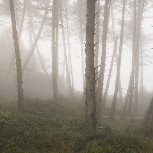 Ecola State Park, Indian beach, beach, fog, forest, moody, ocean, pnw