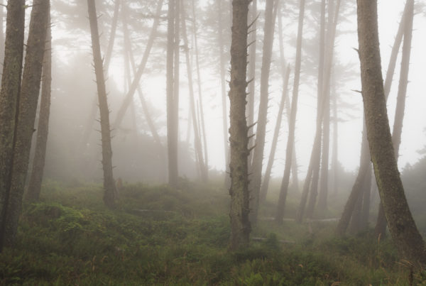 Ecola State Park, Indian beach, beach, fog, forest, moody, ocean, pnw