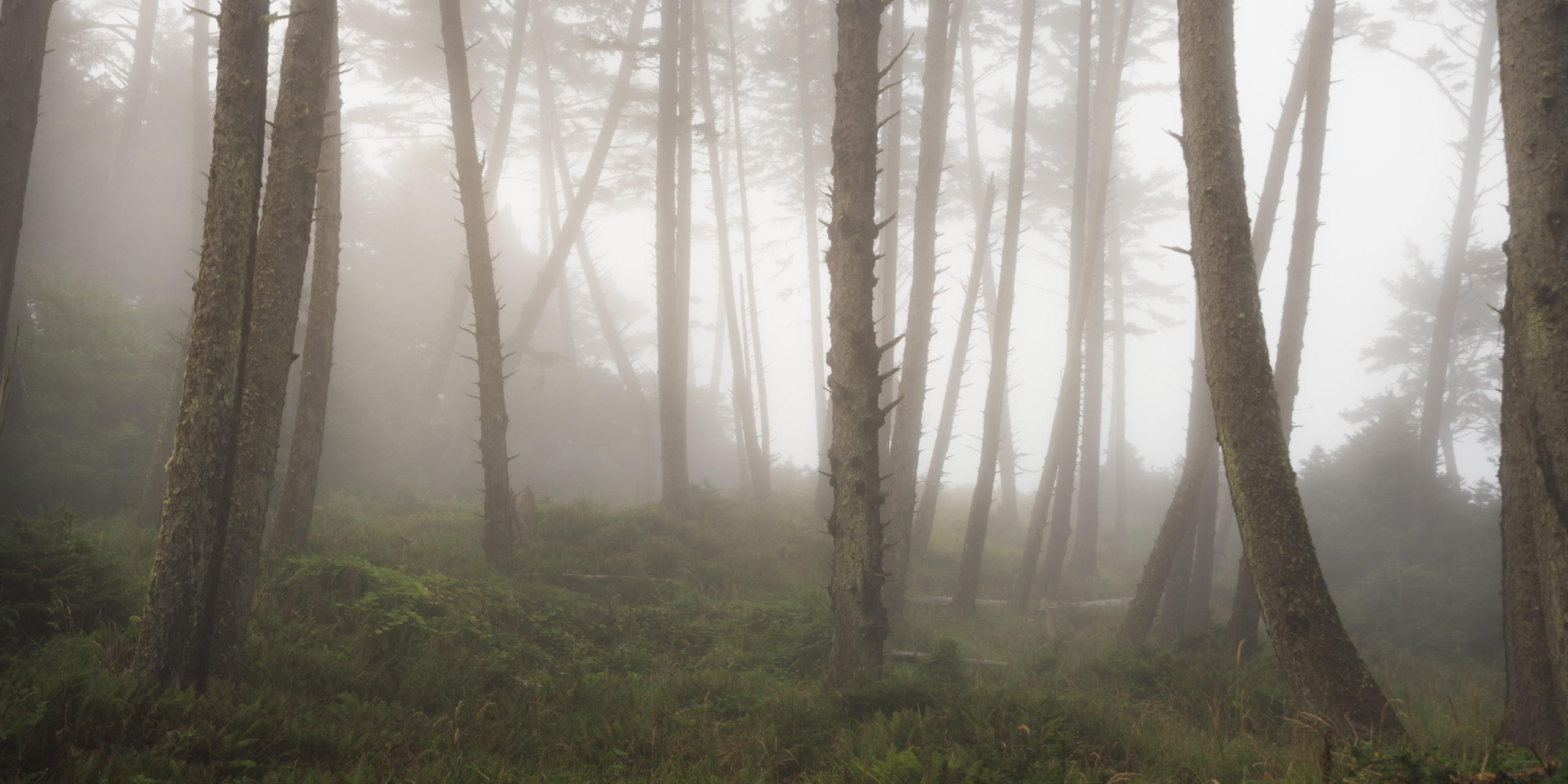 Ecola State Park, Indian beach, beach, fog, forest, moody, ocean, pnw