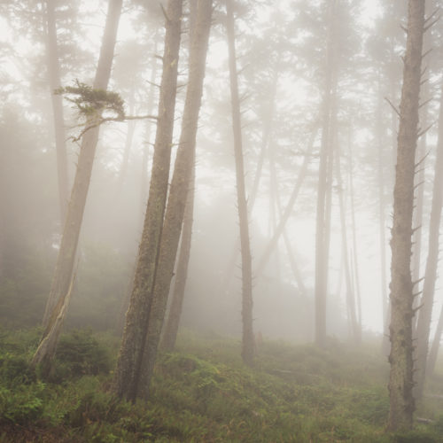 Ecola State Park, Indian beach, beach, fog, forest, moody, ocean, pnw