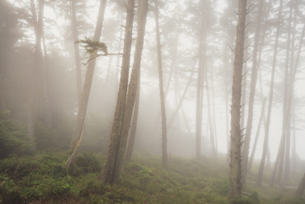 Ecola State Park, Indian beach, beach, fog, forest, moody, ocean, pnw