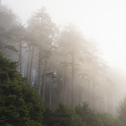 Canon Beach, Ecola State Park, Trees, fog, forest, moody, ocean