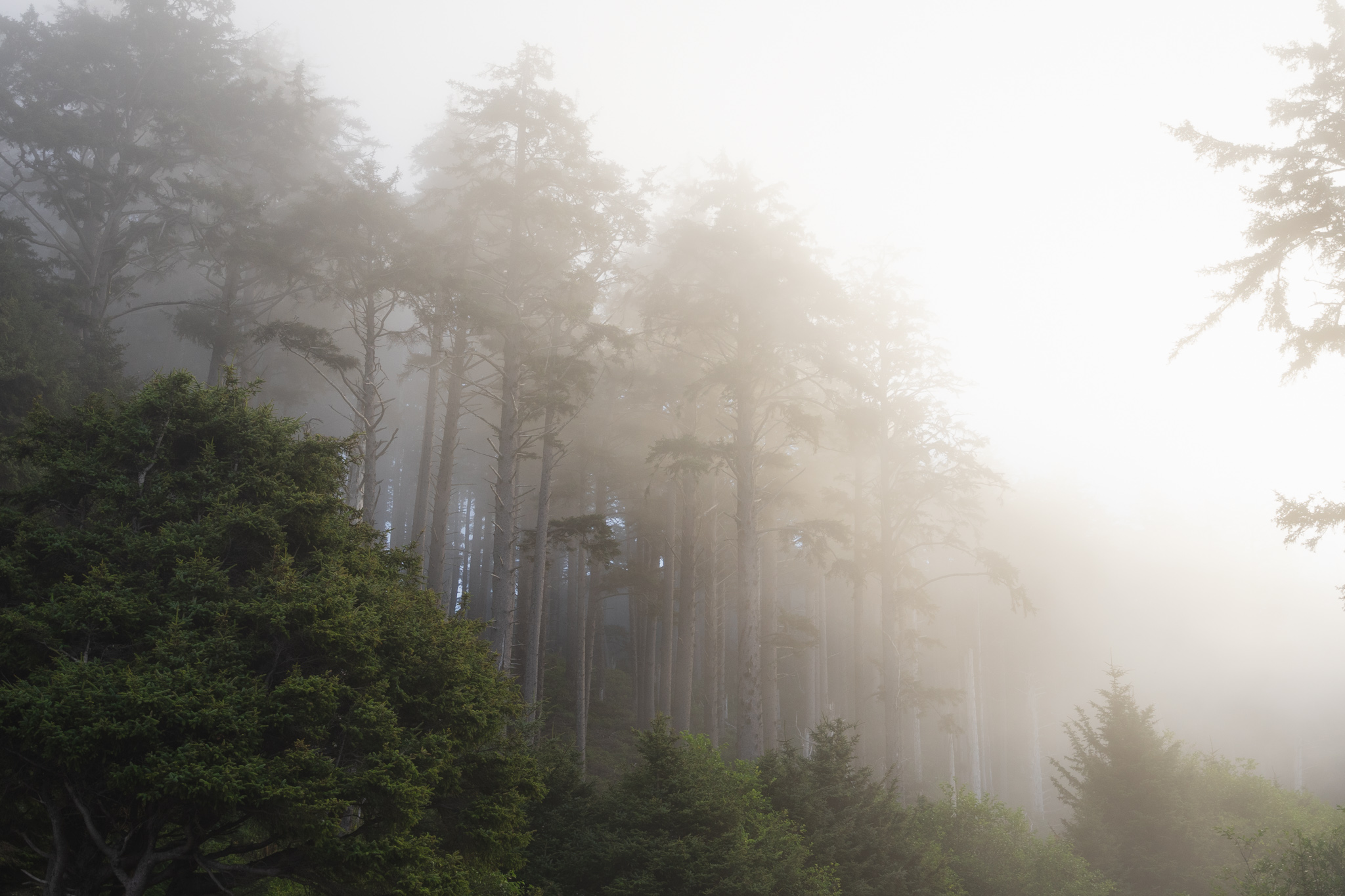 Canon Beach, Ecola State Park, Trees, fog, forest, moody, ocean