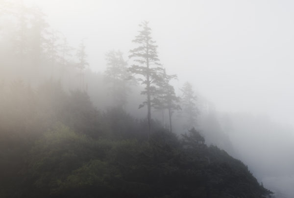 Canon Beach, Ecola State Park, Trees, fog, forest, moody, ocean