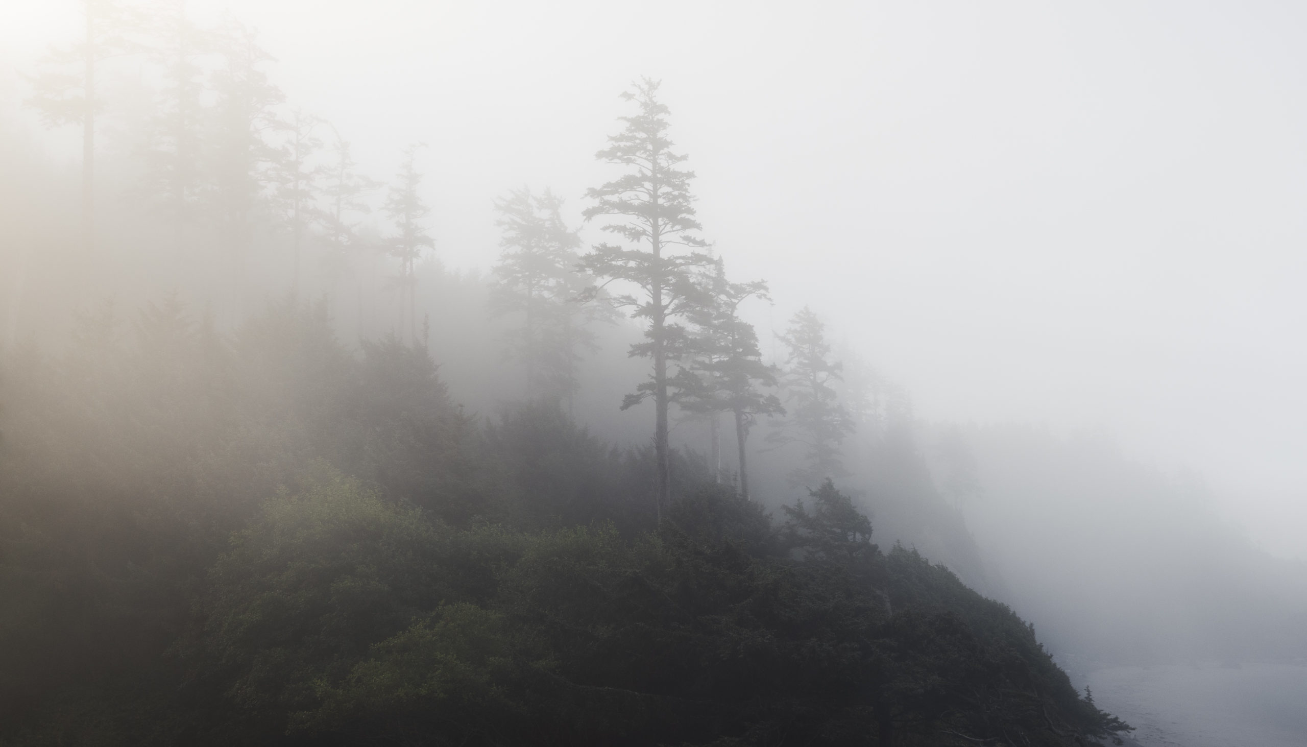 Canon Beach, Ecola State Park, Trees, fog, forest, moody, ocean