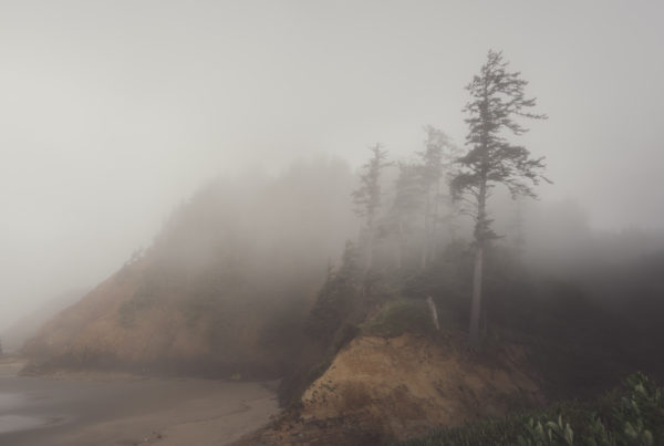 Canon Beach, Ecola State Park, Trees, fog, forest, moody, ocean