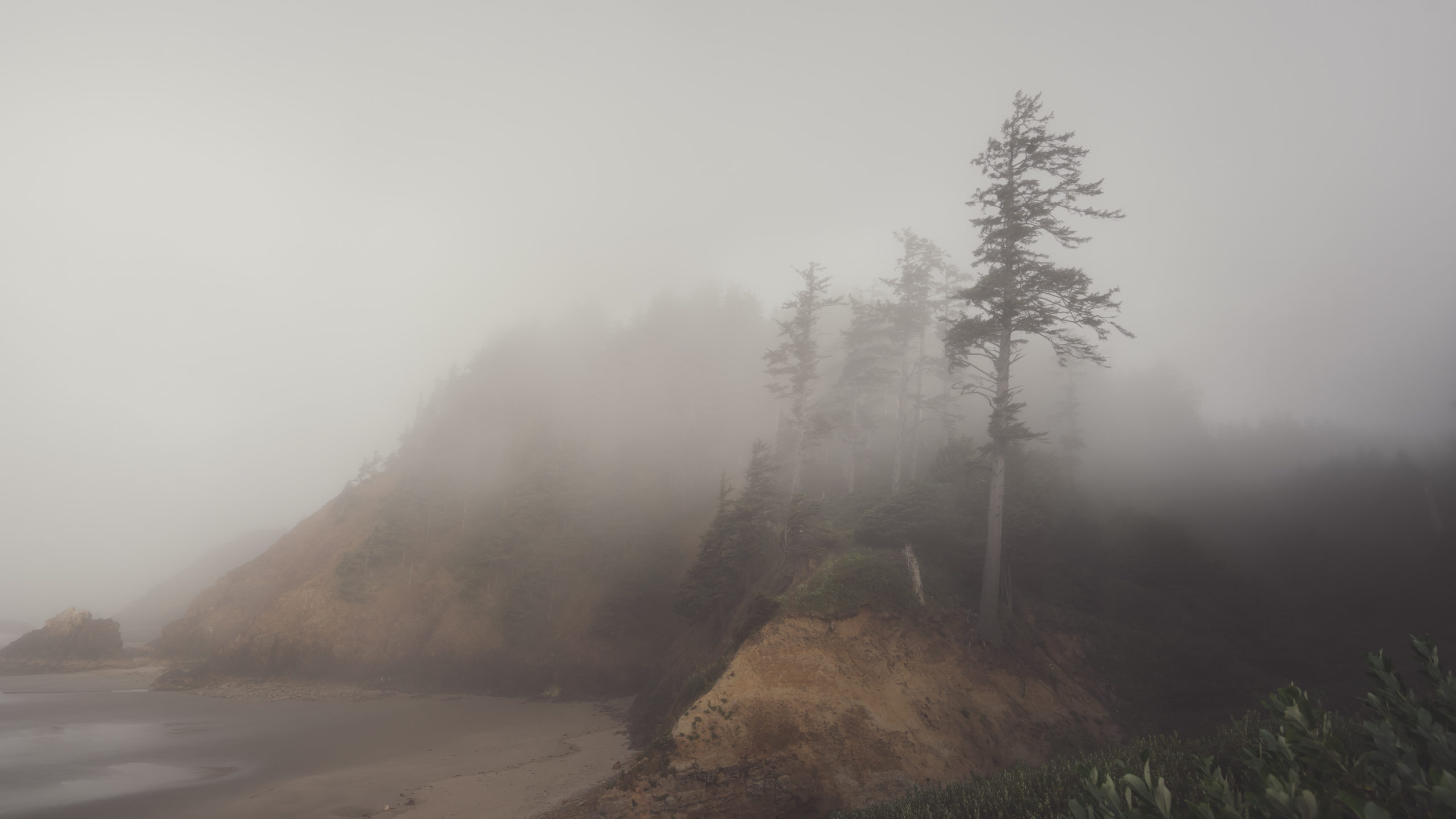 Canon Beach, Ecola State Park, Trees, fog, forest, moody, ocean